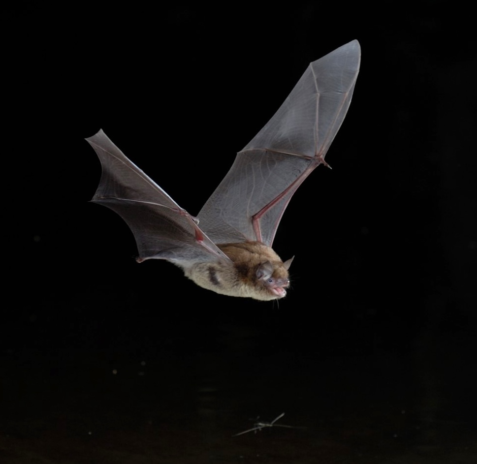 Murin de Daubenton © Jean-Michel Bompar