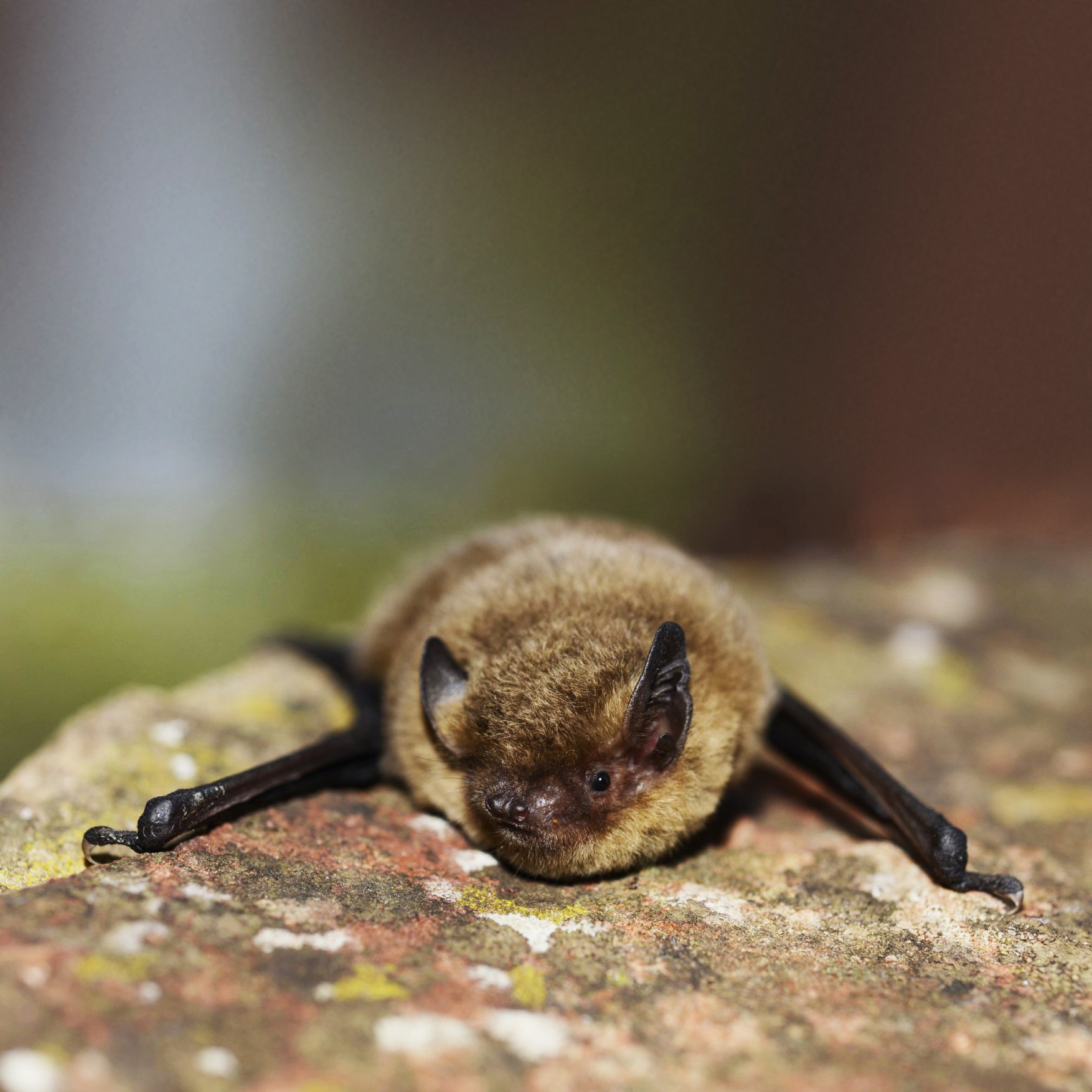 Pipistrelle commune ©Jean-Michel Bompar