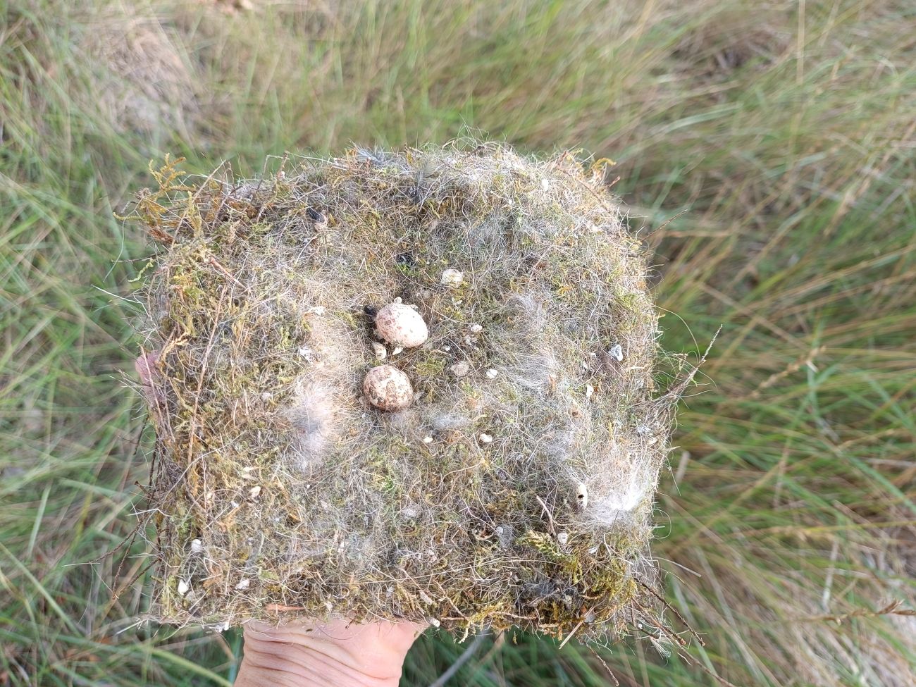 refuge lpo rives luberon a johanet 2