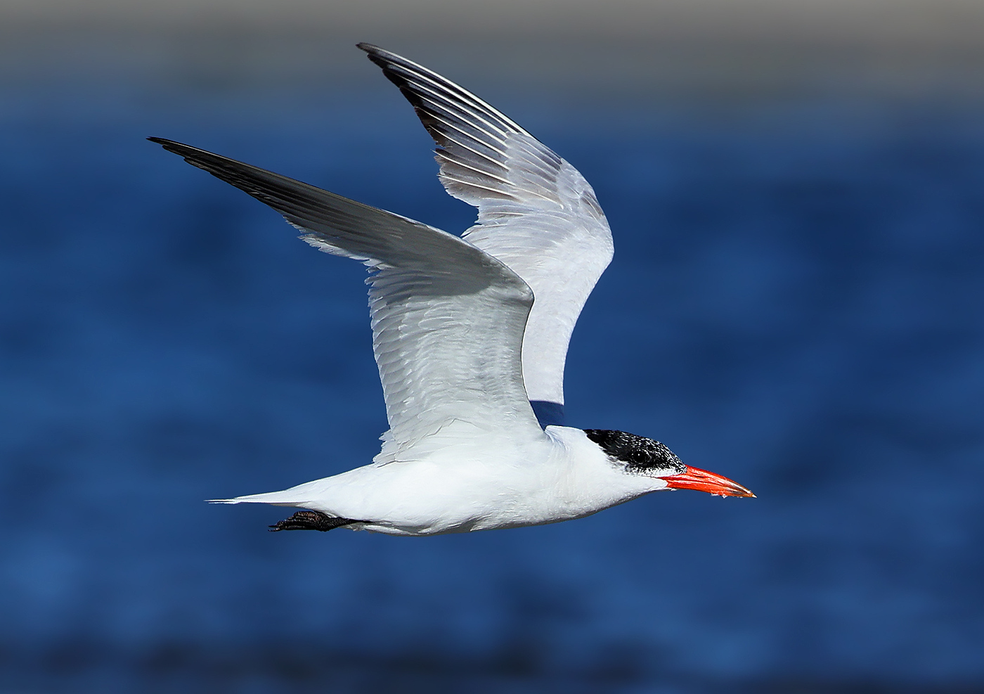 Sterne caspienne © Aurélien Audevard