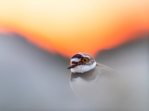 Petit gravelot - Antoine Dusart - Charente-Maritime, avril 2025