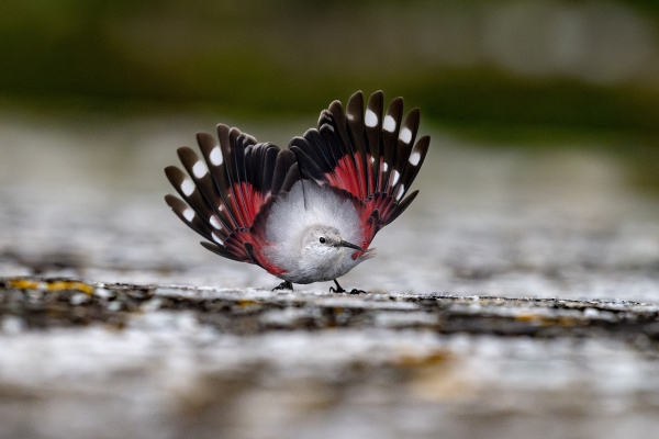 Tichodrome échelette - Vincent Le Parc - Lot-et-Garonne, février 2025 - Le seigneur du château