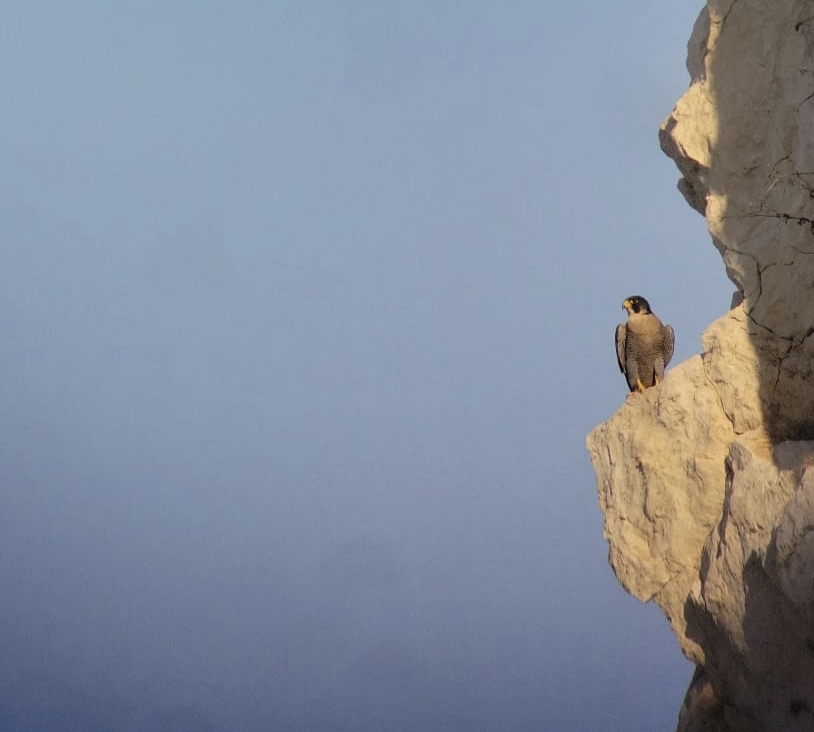 Faucon pélerin (c) A.Marchas