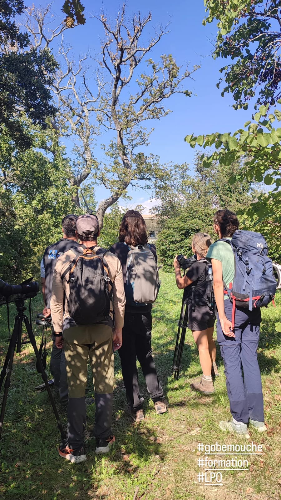 Groupe observant Gobemouches gris et noir (c) ENO