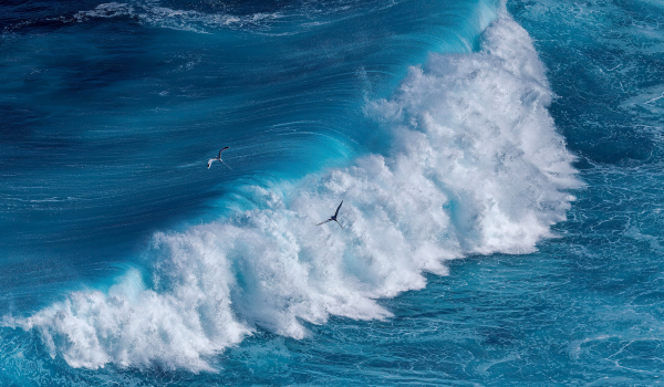 Phaétons à bec jaune - Yves Guénot - La Réunion, mai 2025