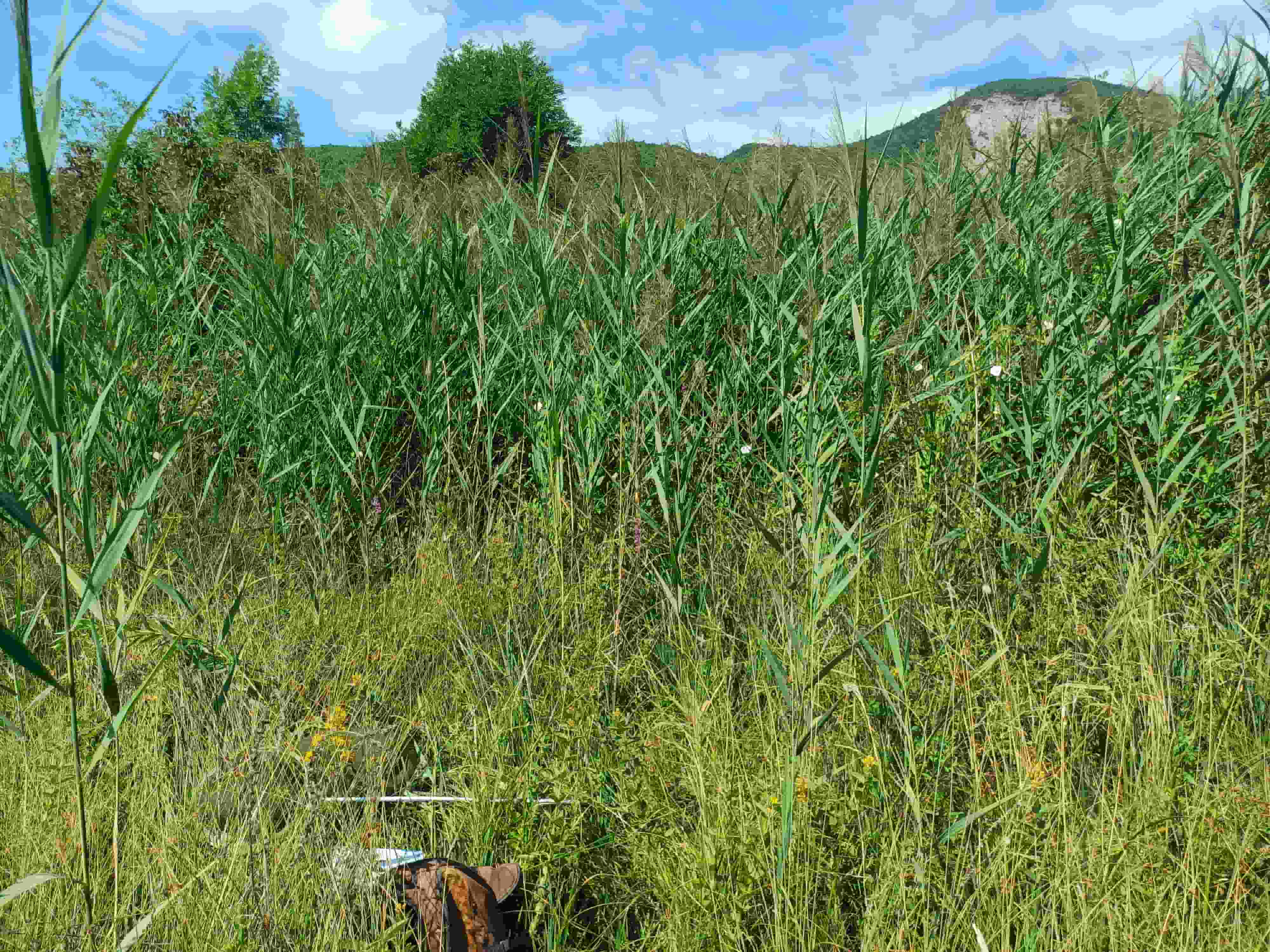 Prairie embrousaillée © LPO PACA