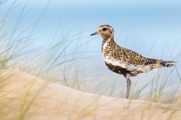 Pluvier doré - Mathias Léonard - Nord, août 2024