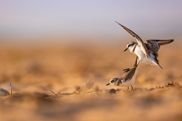 Gravelots à collier interrompu - Maxime Vitte - Charente-Maritime, avril 2025