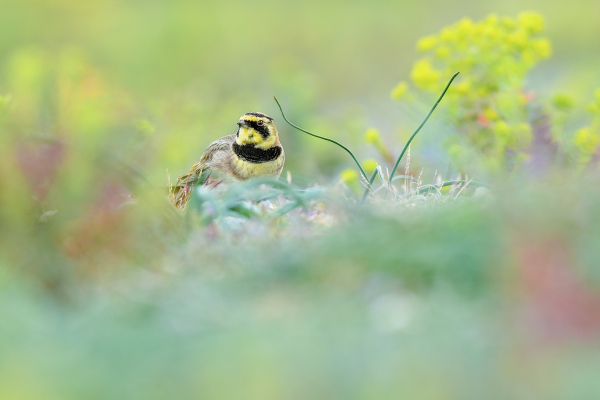 Alouette haussecol - Paulin Mercier - Charente-Maritime, mars 2025