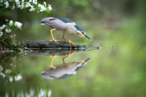 Bihoreau gris - Romain Beaubert - Charente-Maritime, avril 2025