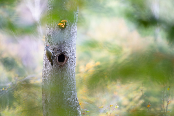 Pic cendré - Quentin Gama - Bas-Rhin, octobre 2024