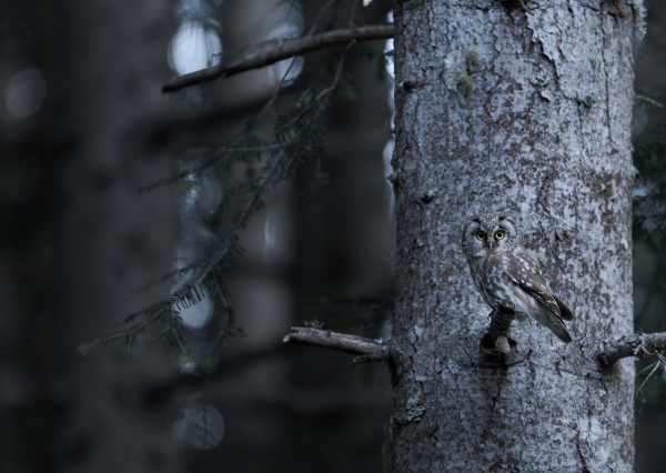 Nyctale de Tengmalm - Benjamin Payet - Savoie, avril 2025 - Les arbres ont des yeux.