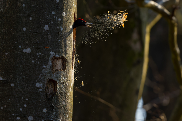 Pic noir - Benoît Henrion - Ardennes, avril 2025 - Le menuisier.