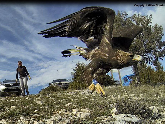 Remise en liberté de l'Aigle royal (mars 2018) ©Gilles Guerin