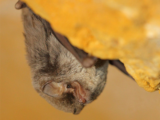 Minioptère de Schreiber © Laurent Rouschmeyer