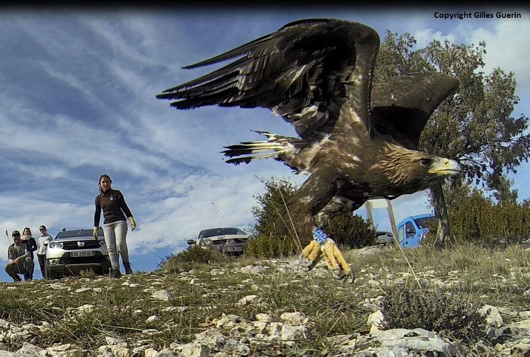 Remise en liberté de l'Aigle royal (mars 2018) ©Gilles Guerin