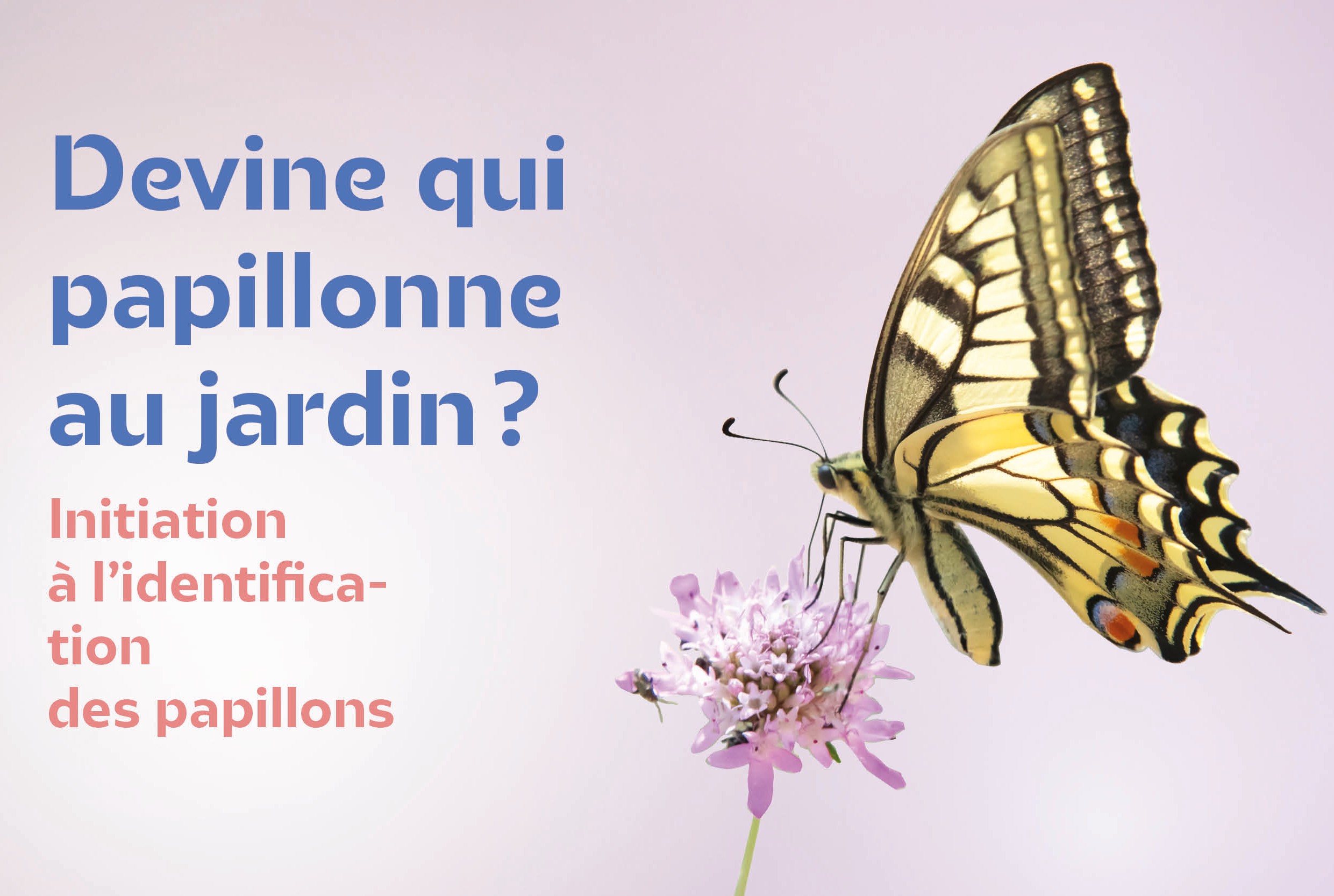 Devine qui papillonne