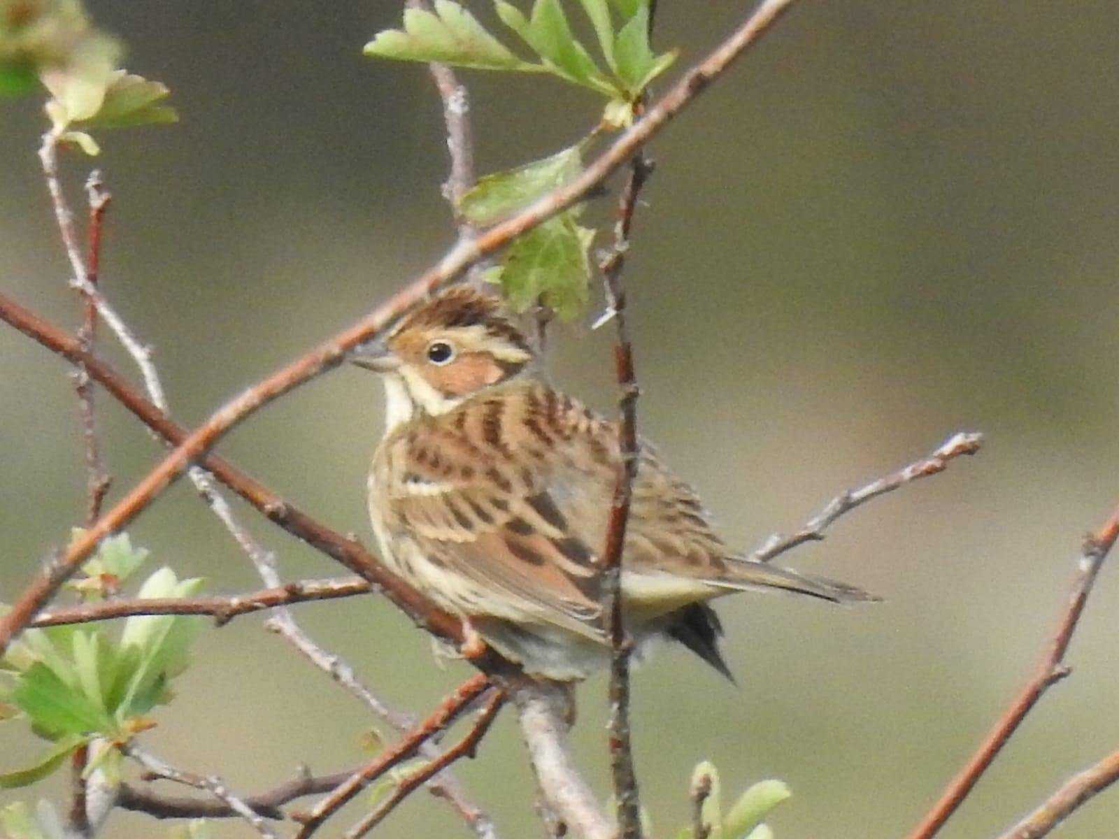 Bruant nain © Elisabeth Oliver
