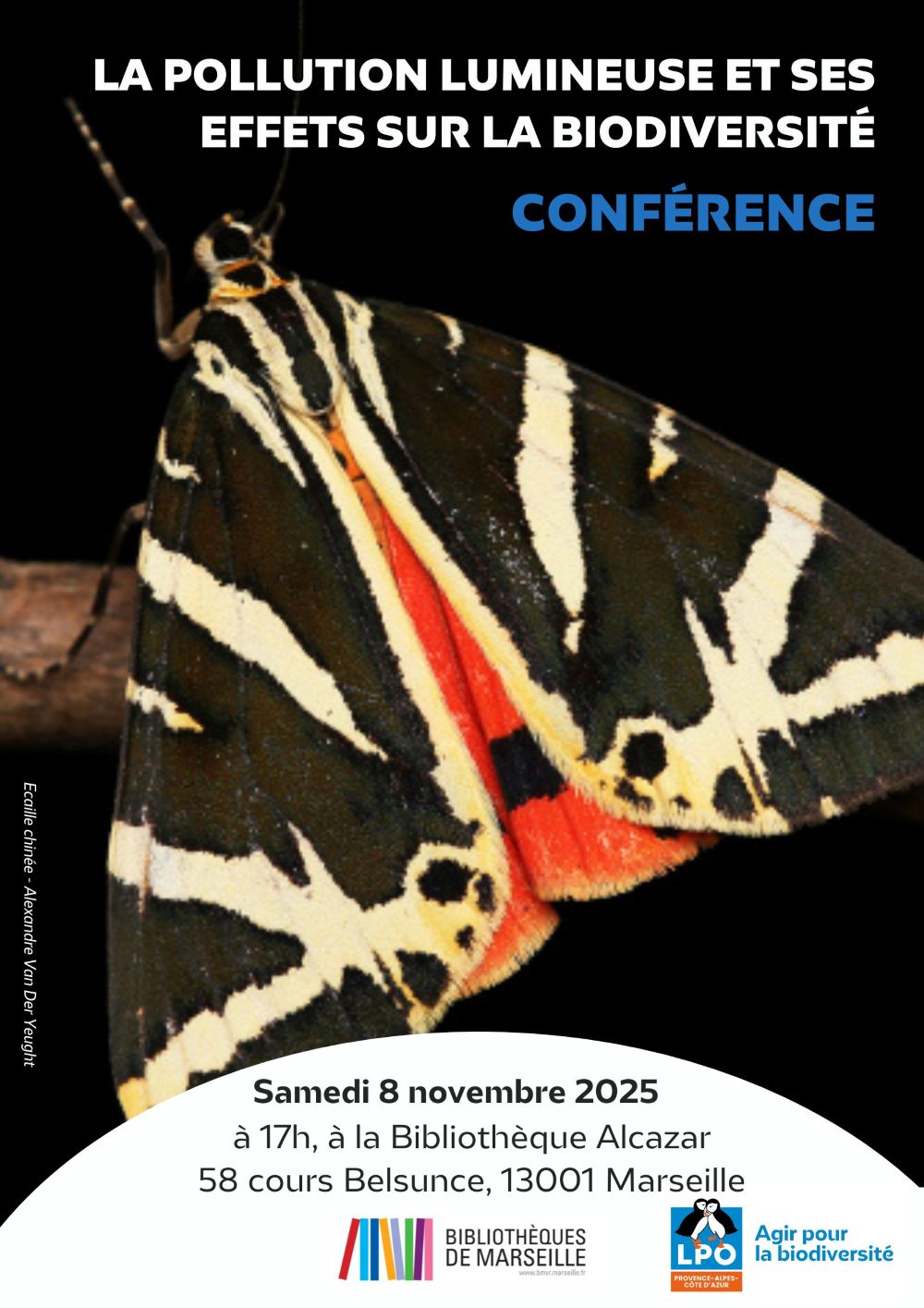 Ecaille chinée - Alexandre Van Der Yeught Ecaille chinée - Alexandre Van Der Yeught