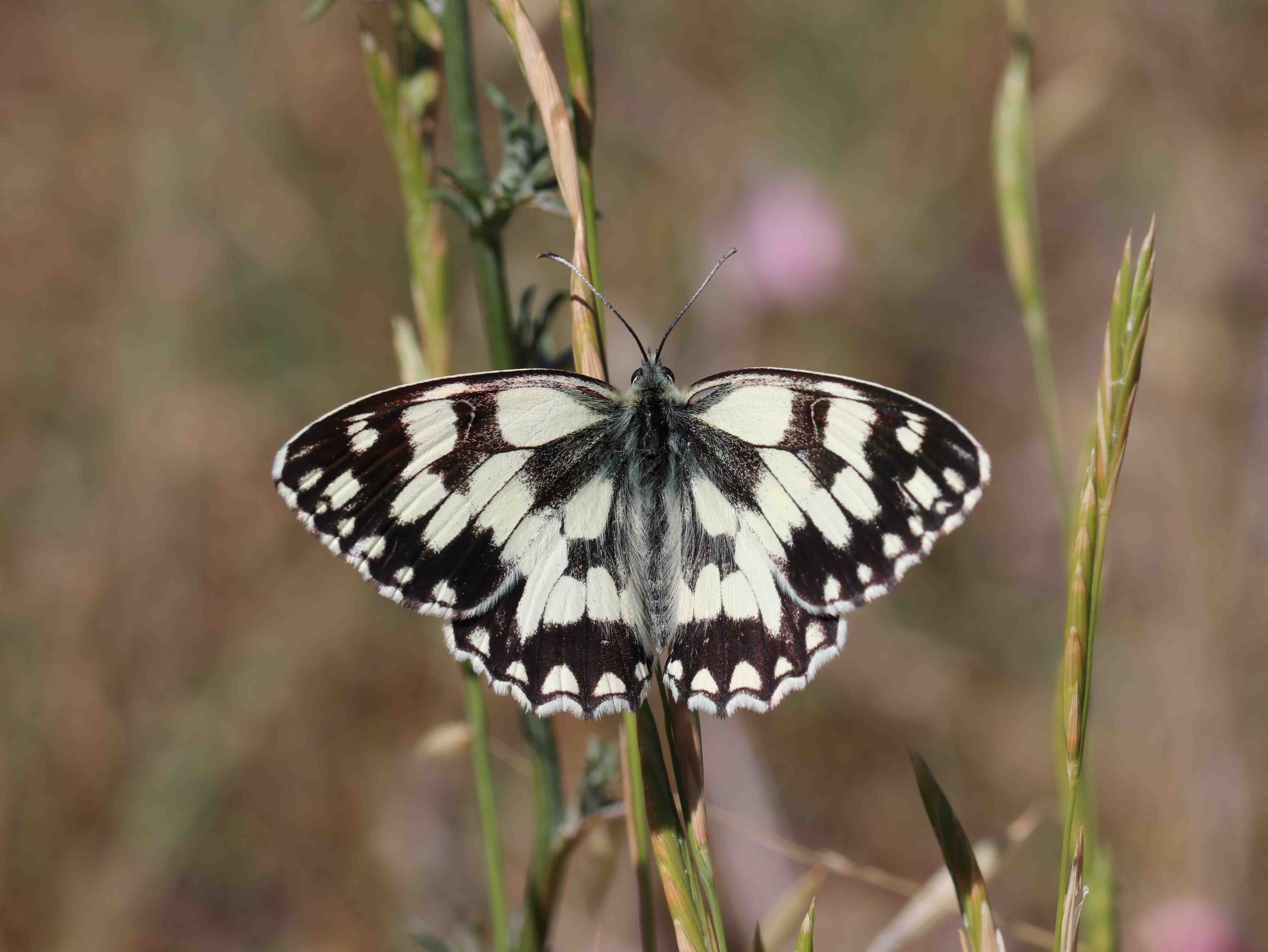 Demi-Deuil © Marion Fouchard