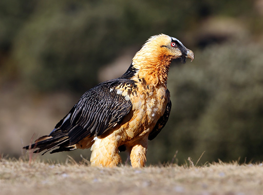 Gypaète barbu © aurelien Audevard