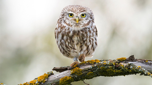 Chevêche d'Athéna - Martin Steenhaut -martinsnature.com
