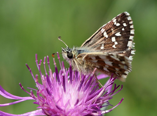 webinaire agir pour la preservation et la valorisation des papillons de jour et des zygenes plan regional dactions