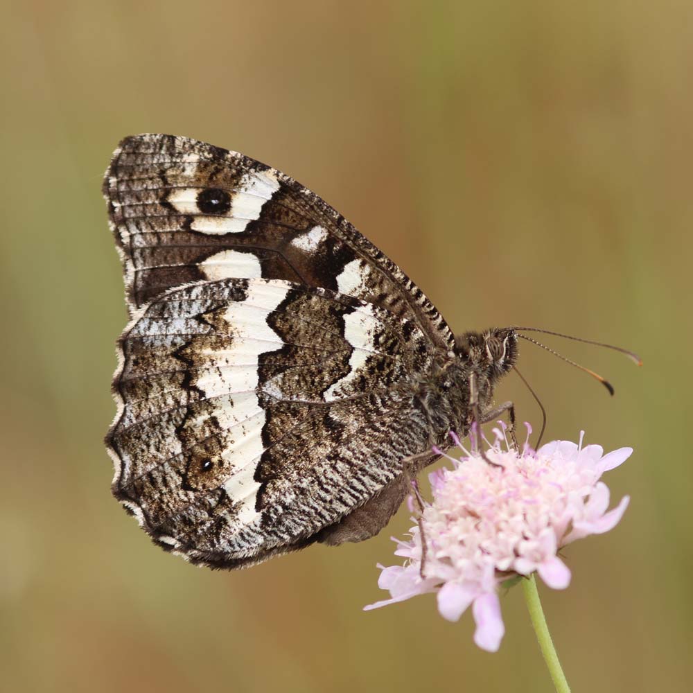Silène - Victoire Aziosmanoff