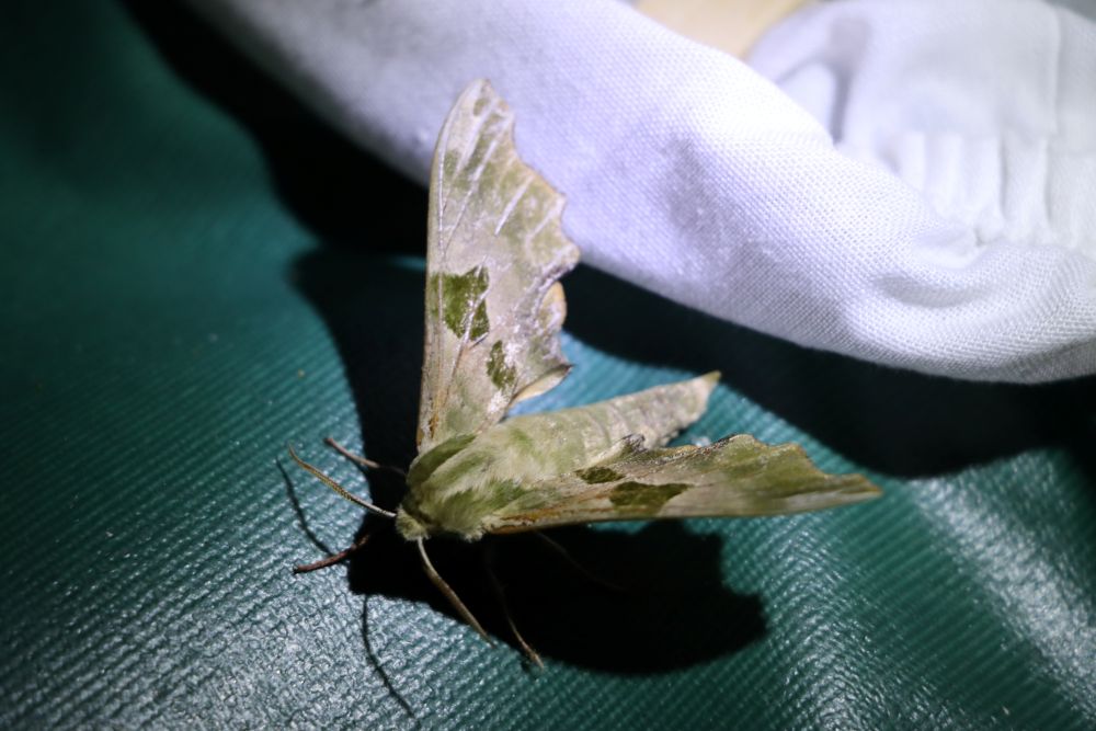 sortie insectes nocturnes juin 2025 alain costa