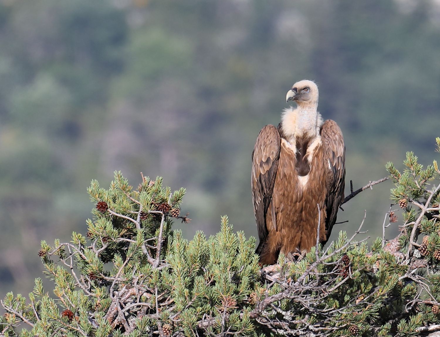 Vautour fauve - Julie Cabri