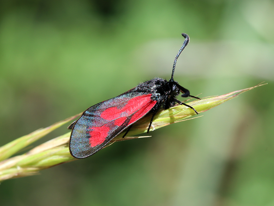 Zygène de l’herbe aux Cerfs (c) Marion Fouchard