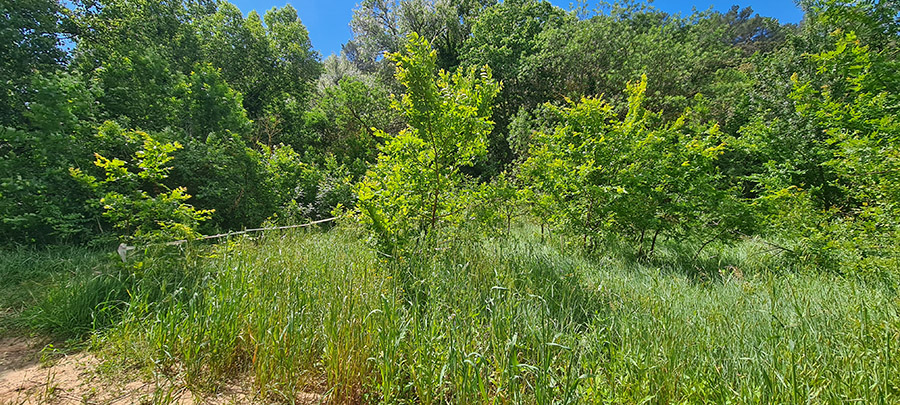 Station d'Aristoloches à feuilles rondes à rouvrir (c) Marion Fouchard