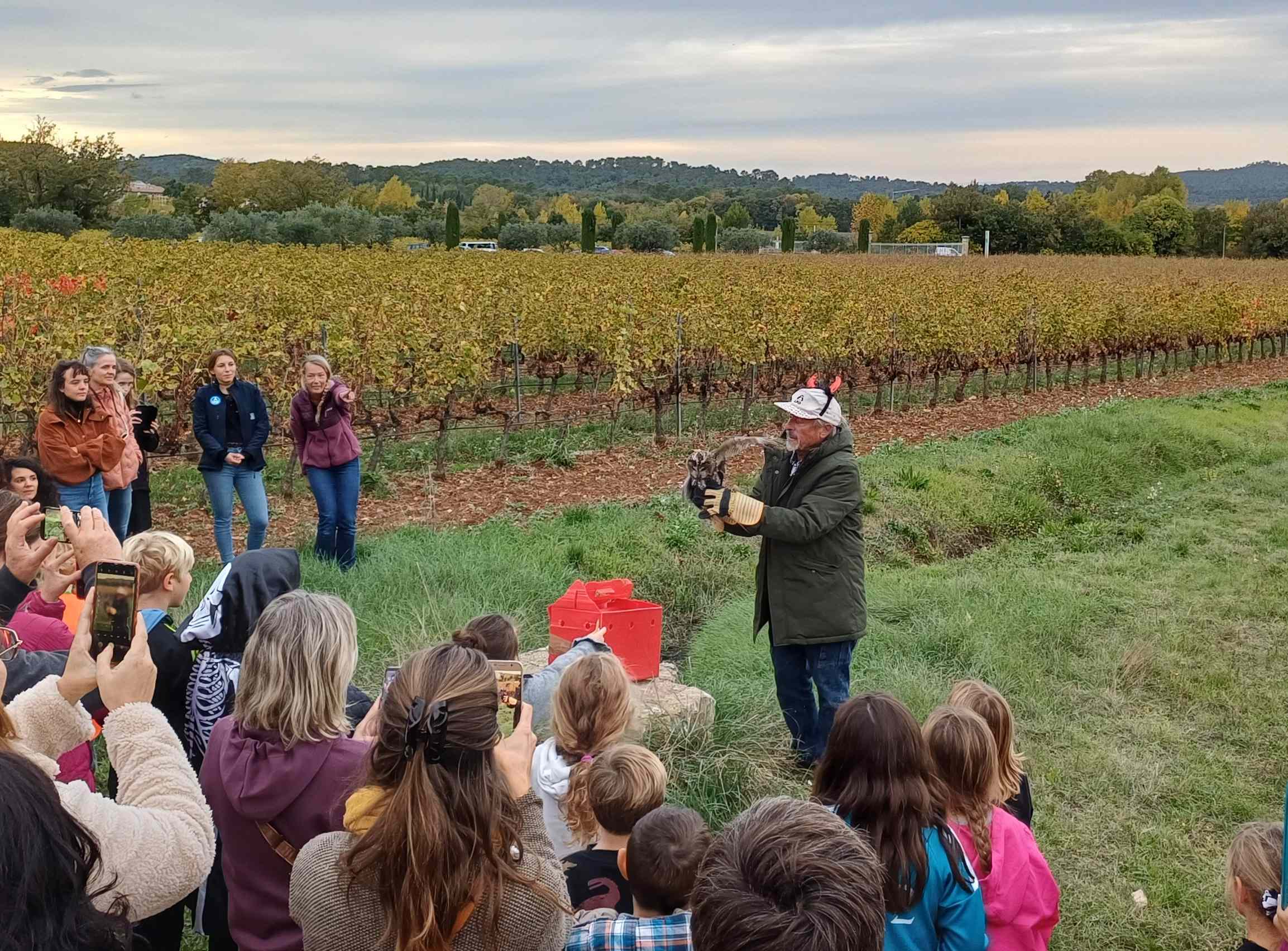 Relaché Chouette hulotte © Julien Buissart