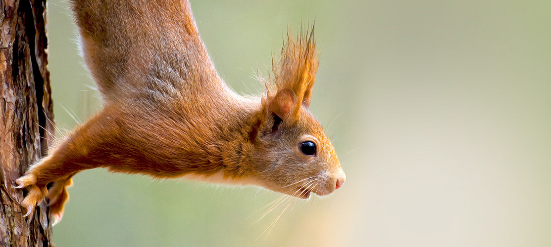 Refuge LPO Ecureuil © Martin Steenhaut
