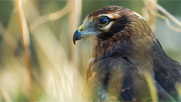 Busard cendré en volière de réhabilitation ©Emeline Pujolas