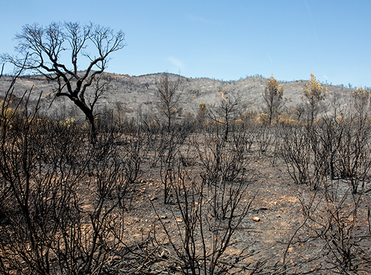 foret incendiee © Andre Simon 