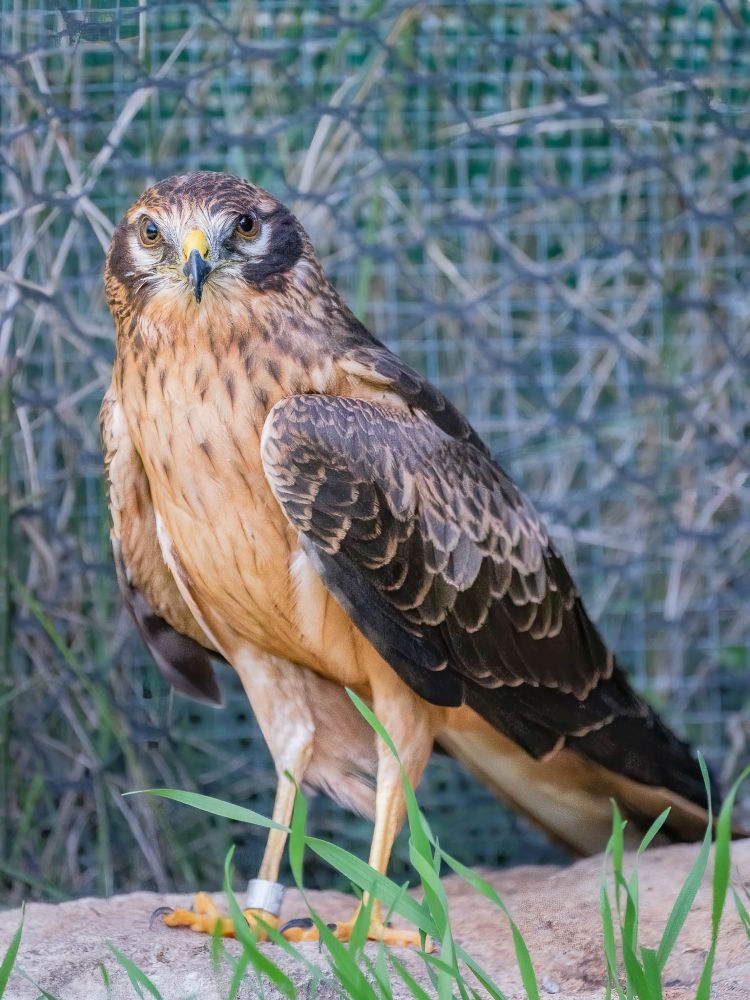Busard cendré  ©Marie-Hélène Côté