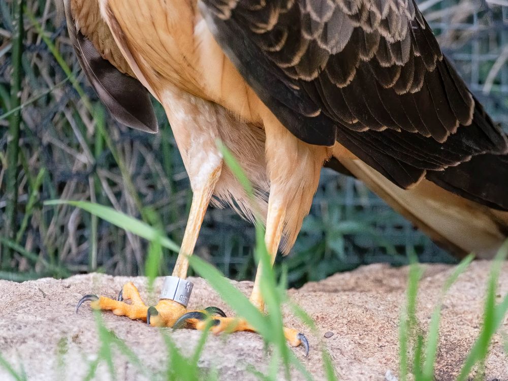 Bague du Busard cendré  ©Marie-Hélène Côté