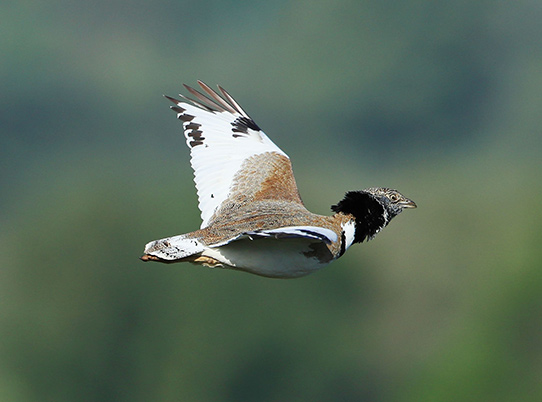Outarde canepetière © Aurelien Audevard
