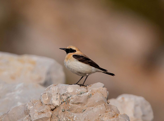 Traquet oreillard © Leo Cantiran