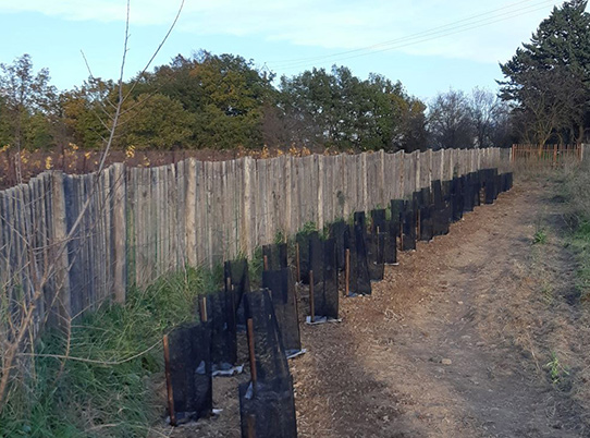 Plantation d’une haie en faveur de la biodiversité à Alleins (13) © B. Pichon/LPO PACA.