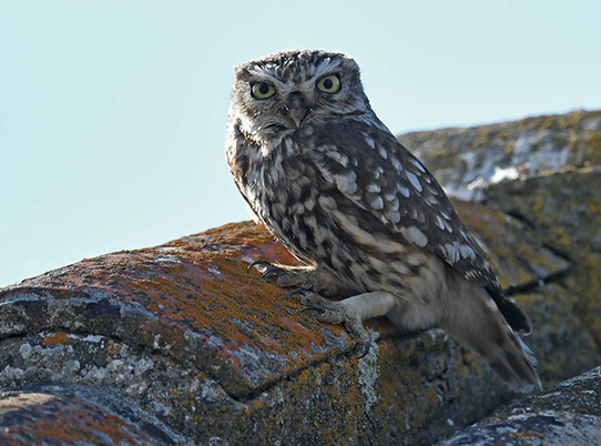 Chevêche d Athena © Gregory DELAUNAY