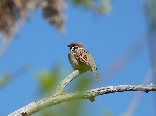 Moineaux friquets © Elie DUCOS