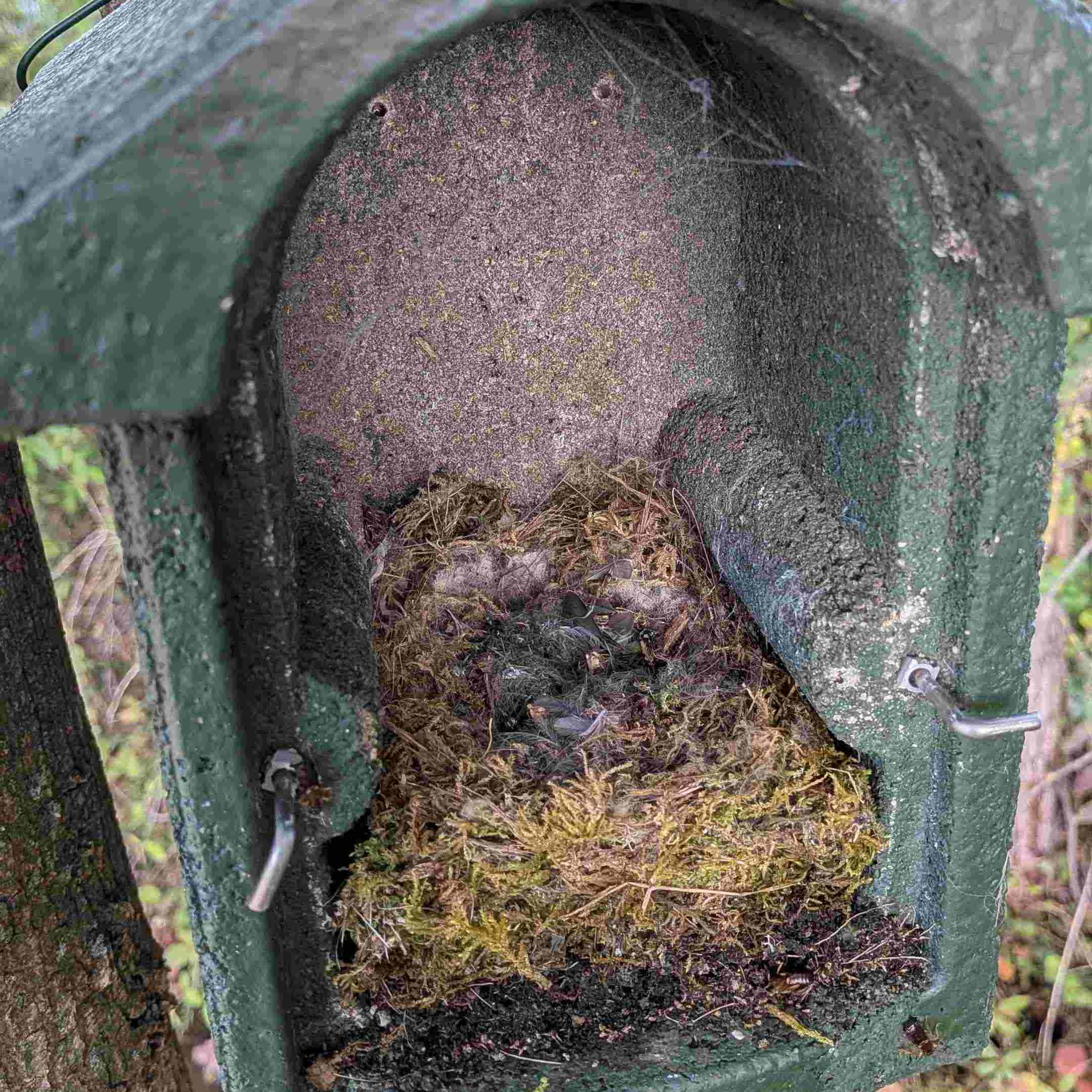 Nichoir occupé © Line Conforti