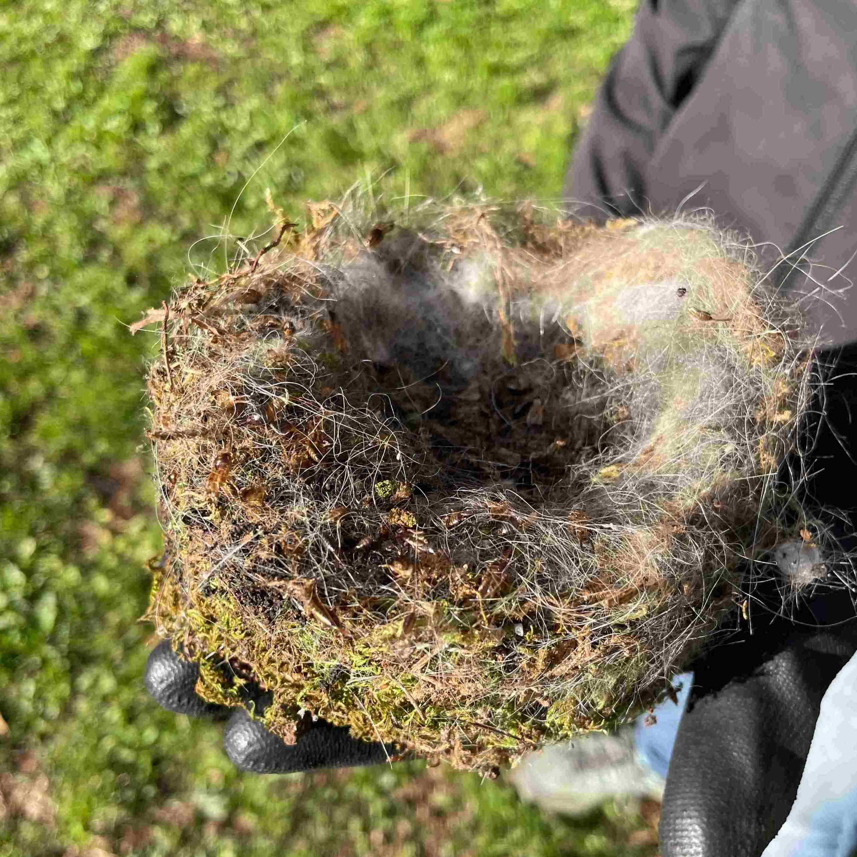 Nid de mésange © Thalie Veran