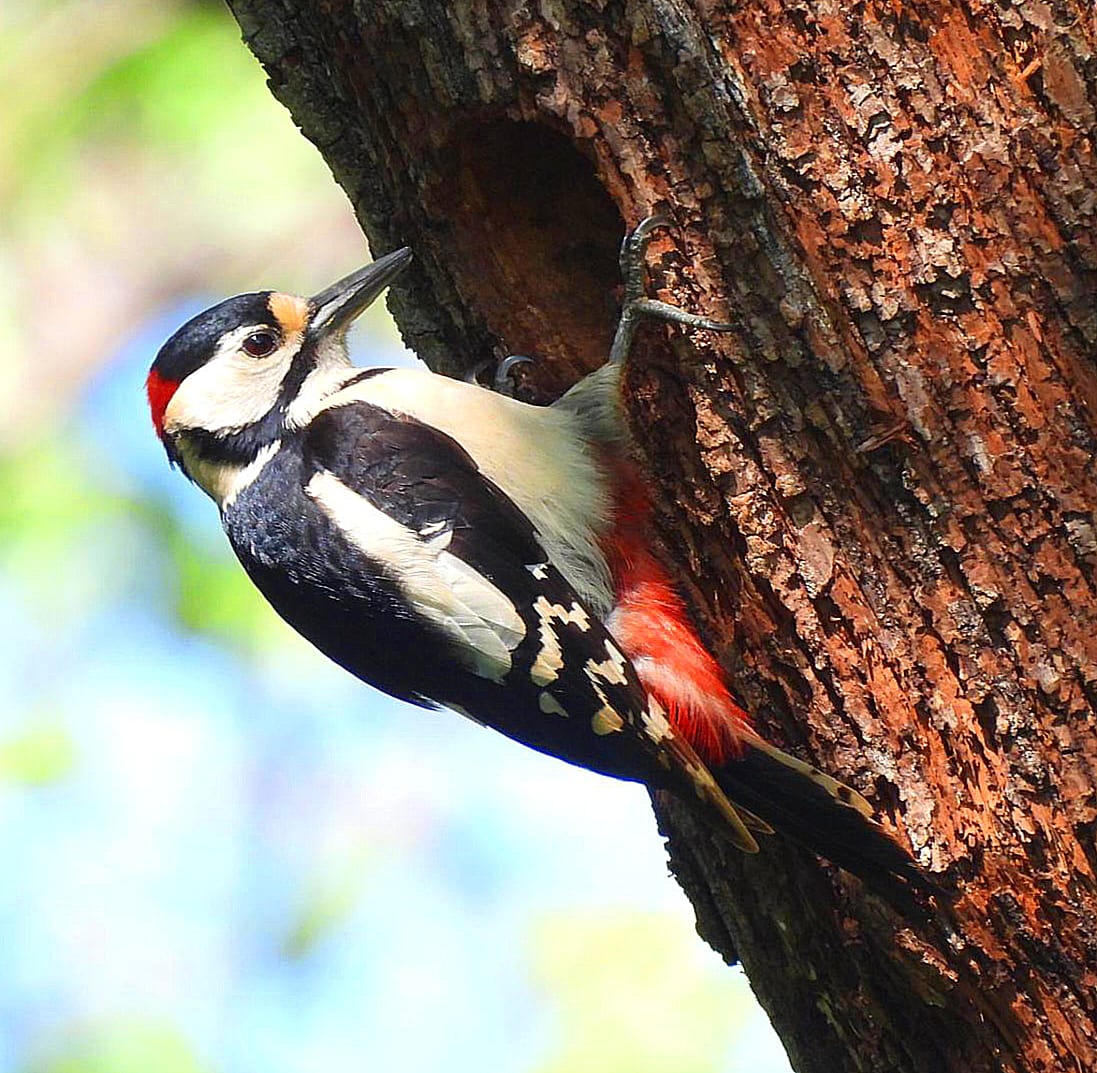 Pic épeiche  ©Joshua Marcelin-Gabriel