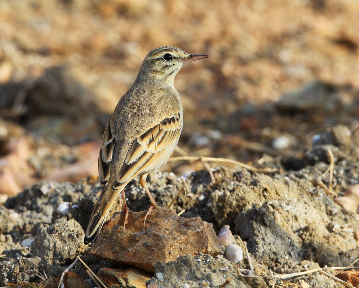 pipit rousseline  aurelien audevard