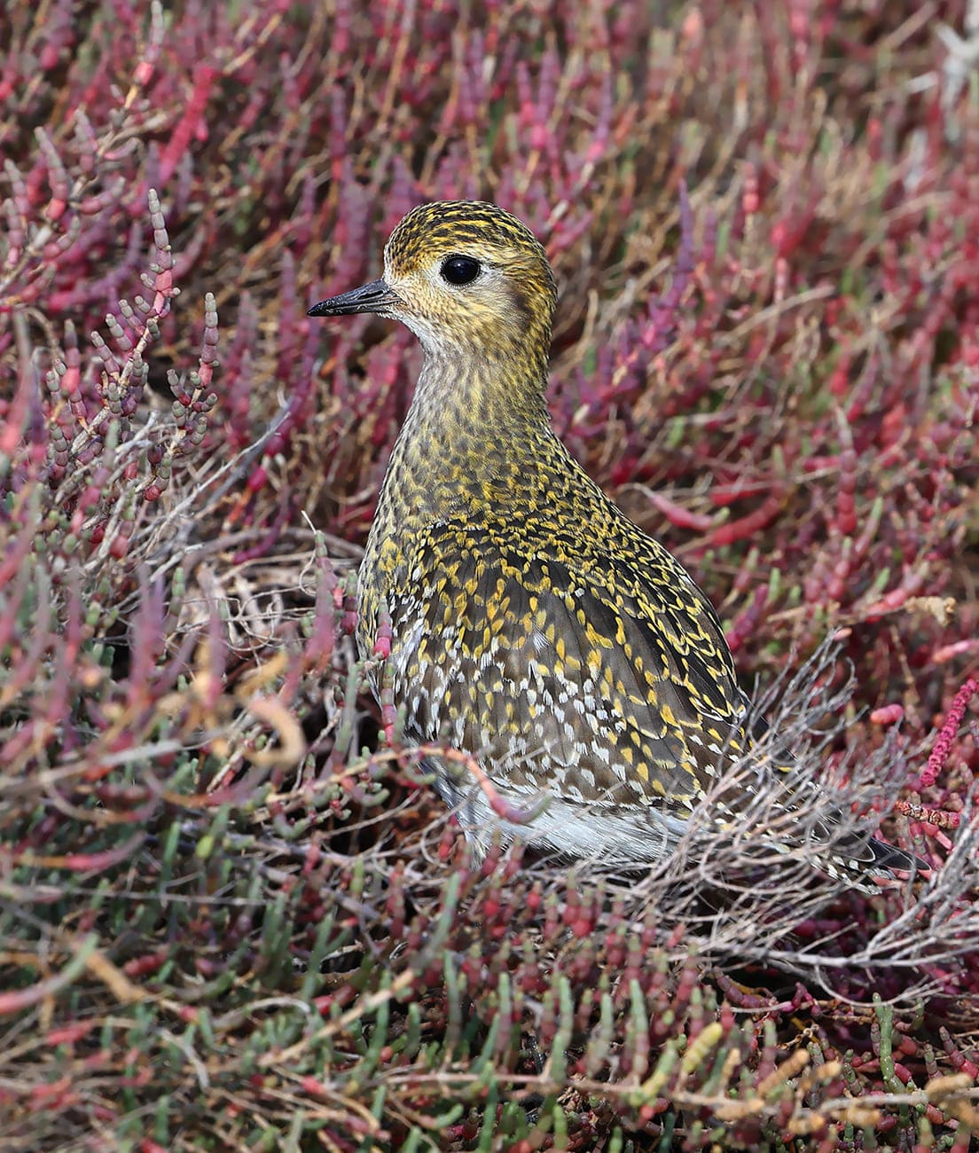 Pluvier doré © Aurélien Audevard