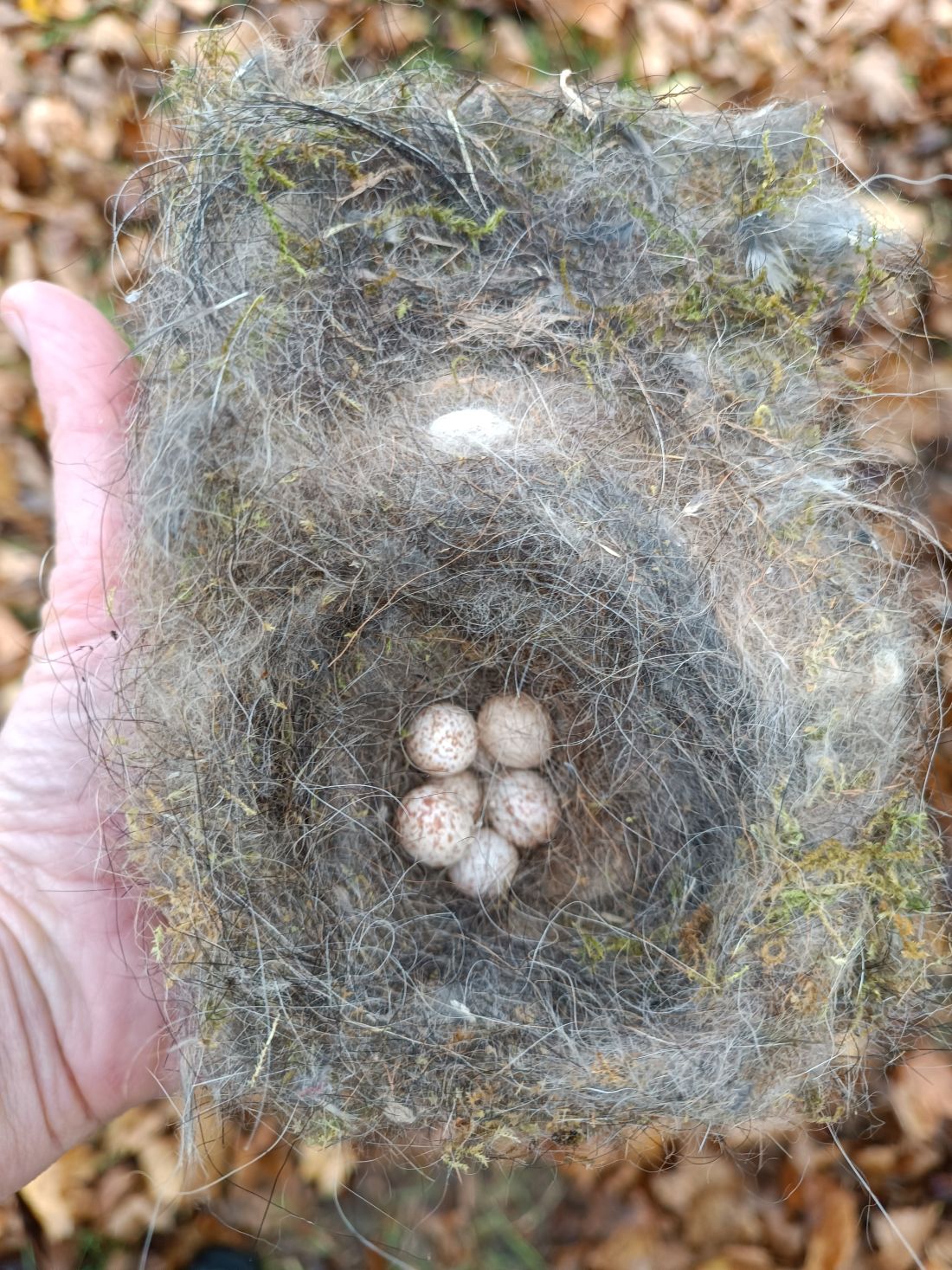 refuge lpo ipsen isle sur sorgue a johanet 4