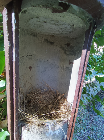 suivi nichoirs smerv c aurelie johanet 3